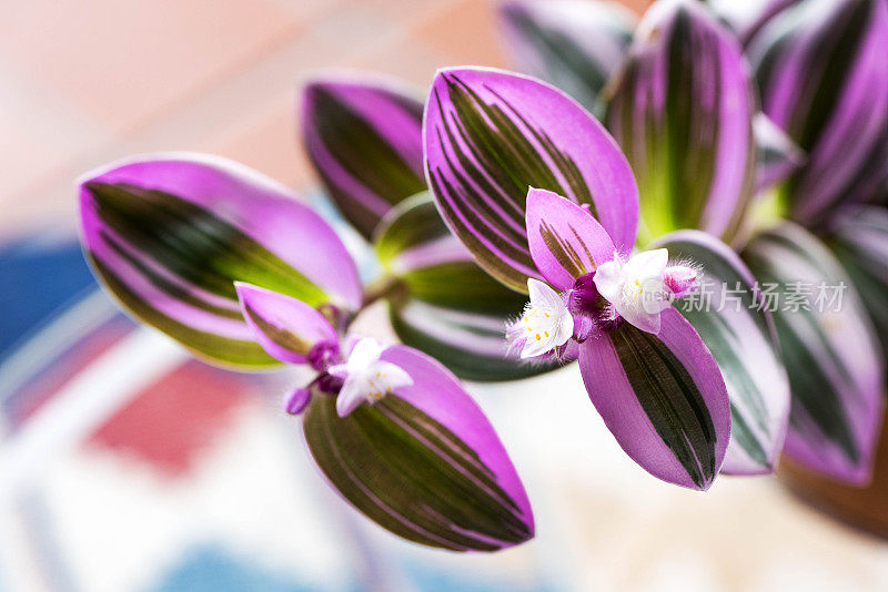 Tradescantia Nanouk室内植物库存照片